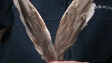 Video thumb for Matching Duck Quills for Wings