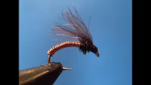 Video thumb for Hammer Creek CDC Brassie