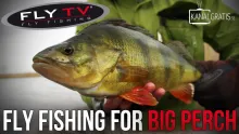 Video thumb for Fly fishing for big Perch