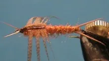 Video thumb for Brown Stonefly