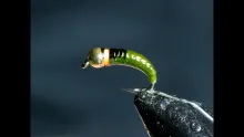 Video thumb for Nymph Skin caddis larvae / czech nymph