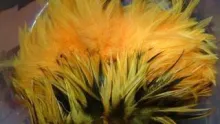 Video thumb for How to Dye Feathers Sunburst