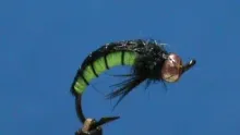 Video thumb for Large Caddis Larva