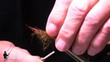 Video thumb for Straw Shrimp SF