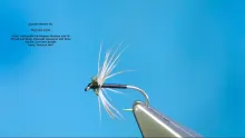 Video thumb for Spanish Needle Fly