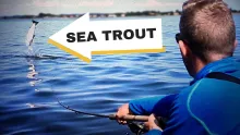 Video thumb for Sea trout bonanza