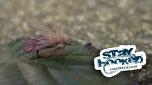 Video thumb for Pro Dry Caddis