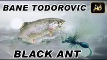 Video thumb for Bane Todorovic Black Ant