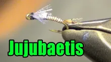 Video thumb for Jujubaetis