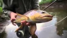 Video thumb for Small stream fly fishing