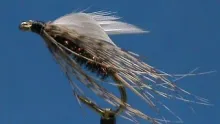 Video thumb for Peacock and orange Soft Hackle Wet