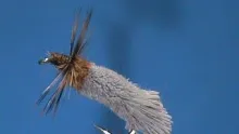 Video thumb for Goddard Caddis