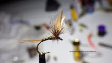 Video thumb for Feather Winged Comparadun