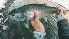 Video thumb for Fly Fishing Winter Steelhead