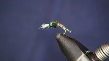 Video thumb for Pheasant Pupa