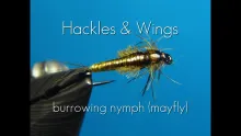 Video thumb for Burrowing Nymph (Mayfly)