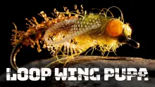 Video thumb for Loop Wing Pupa