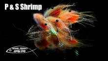 Video thumb for P & S Shrimp