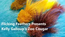 Video thumb for Kelly Galloup's Zoo Cougar