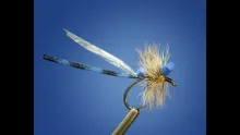 Video thumb for Amphibious Damsel Fly