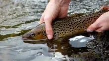 Video thumb for Fly Fishing in The Black Mountains 