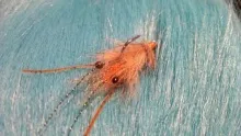 Video thumb for Peterson's Spawning Shrimp