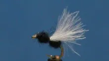 Video thumb for Flying Ant