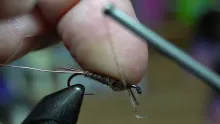 Video thumb for Pheasant Tail