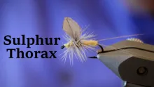 Video thumb for Sulphur Thorax Burnt Wing Style