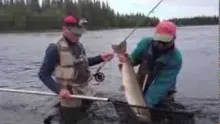 Video thumb for Salmon Fly Fishing in Russia - Umba 2013