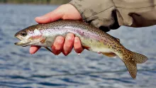 Video thumb for Sneaky tiny rainbow trout