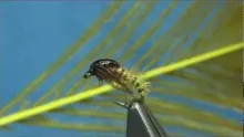 Video thumb for Pheasant Tail Caddis Pupa