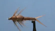 Video thumb for Deer Creek Stonefly