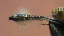 Video thumb for Giant Stonefly