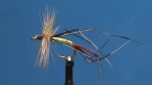 Video thumb for Daddy Long Leg Red Tail