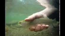 Video thumb for Epic Dragon Fly hatch on the Ottauquechee River Vermont