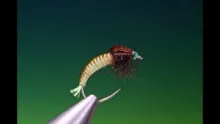 Video thumb for Free swimming caddis larva