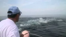 Video thumb for Fly Fishing Blue Water for Tuna