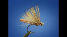 Video thumb for Palomino Caddis