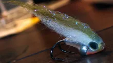 Video thumb for Tube yolk sac minnow