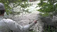 Video thumb for Dry Fly Fly Fishing for Trout with Stoneflies and Salmonflies 