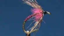 Video thumb for Quill Body Partridge And Pink