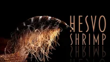 Video thumb for HESVO Shrimp