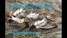 Video thumb for Danica mayfly nymph