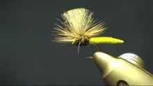 Video thumb for Palomino midge