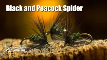 Video thumb for Black and Peacock Spider