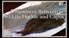 Video thumb for Differences Between Saddle Hackle and Capes