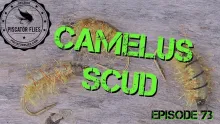 Video thumb for Camelus Scud