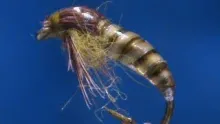 Video thumb for Biot Body Caddis Pupa