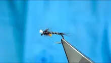 Video thumb for Mosaic Buzzer Midge Pupa